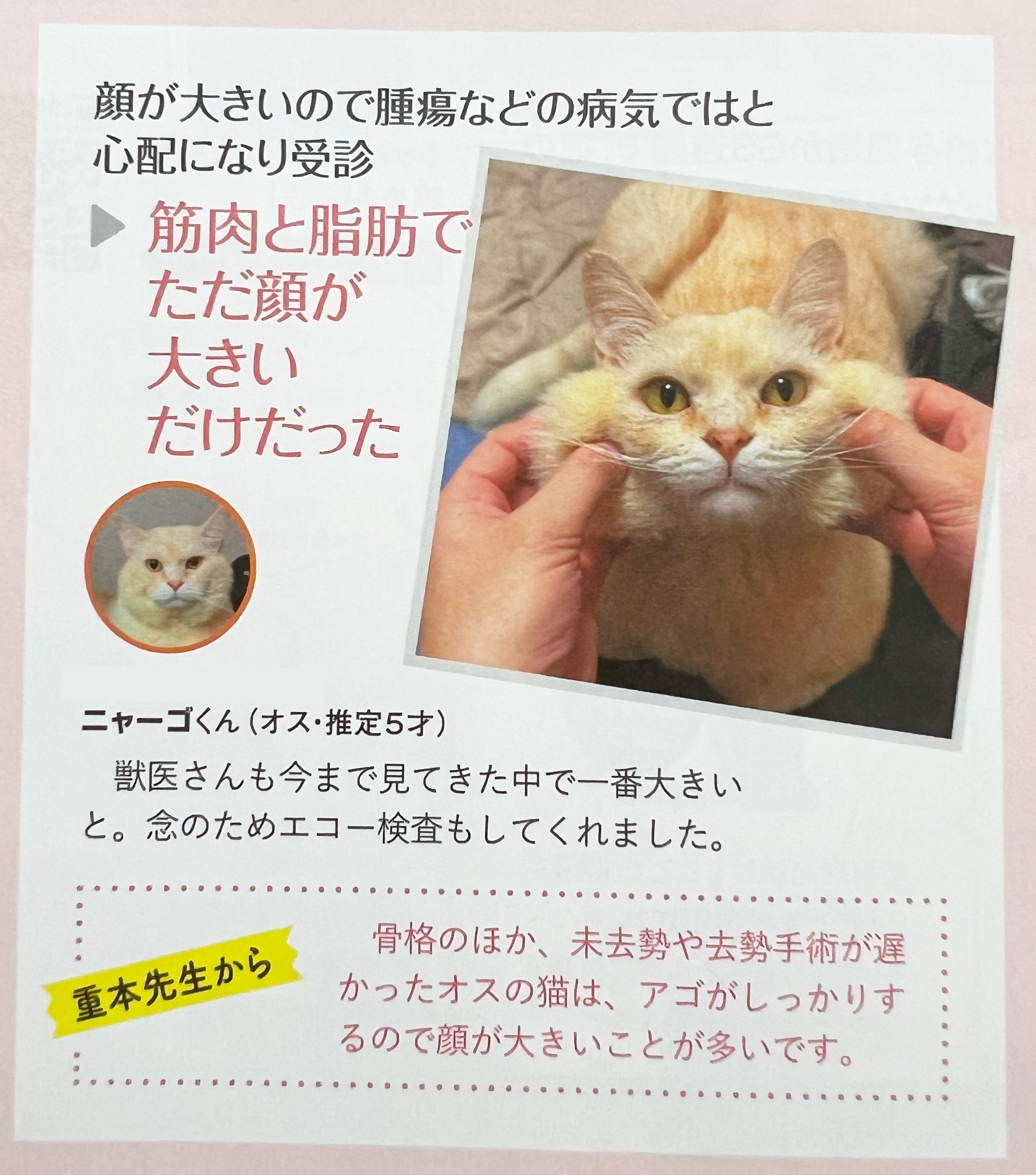 GO!GO!ニャーゴ (@go_go_nyaago) / X