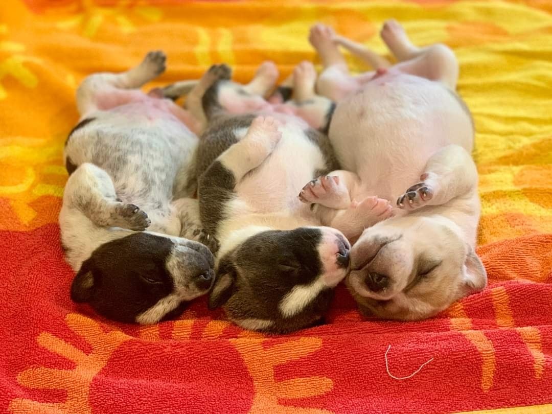 #LifeInTheFosterhood 
Full belly naps 💤💤💤
We hope you'll suPAWrt our mission for #BDOG2024 to help with the #tinybutmighty like these cuties from 2022.
bigdayofgiving.org/organization/i…
#savinglives #puppies  #fosters2022 #fbf #ittakesavillage  #gratitude