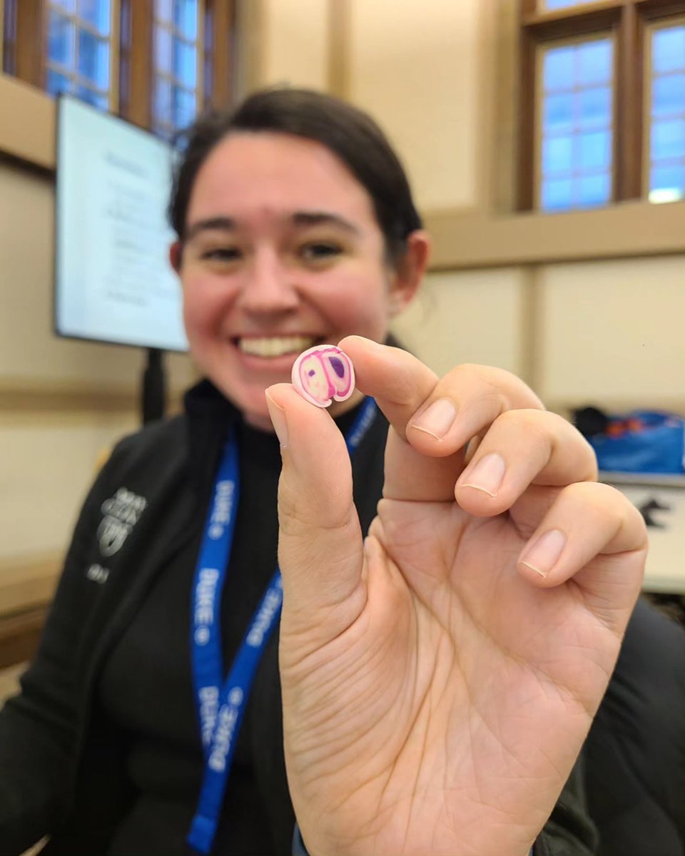Students of Mayo MSTP (@mayomstp) on Twitter photo Mayo MD-PhD students go to the pathology interest group clay histology art session! Can you guess what cells/structures these are? <a href="/MayoGradSchool/">Mayo Clinic Graduate School of Biomedical Sciences</a>
<a href="/MayoClinicSOM/">Mayo Clinic Alix School of Medicine</a>
#doubledocs #mayomstp #artinmedicine Mayo MD-PhD students go to the pathology interest group clay histology art session! Can you guess what cells/structures these are? <a href="/MayoGradSchool/">Mayo Clinic Graduate School of Biomedical Sciences</a>
<a href="/MayoClinicSOM/">Mayo Clinic Alix School of Medicine</a>
#doubledocs #mayomstp #artinmedicine