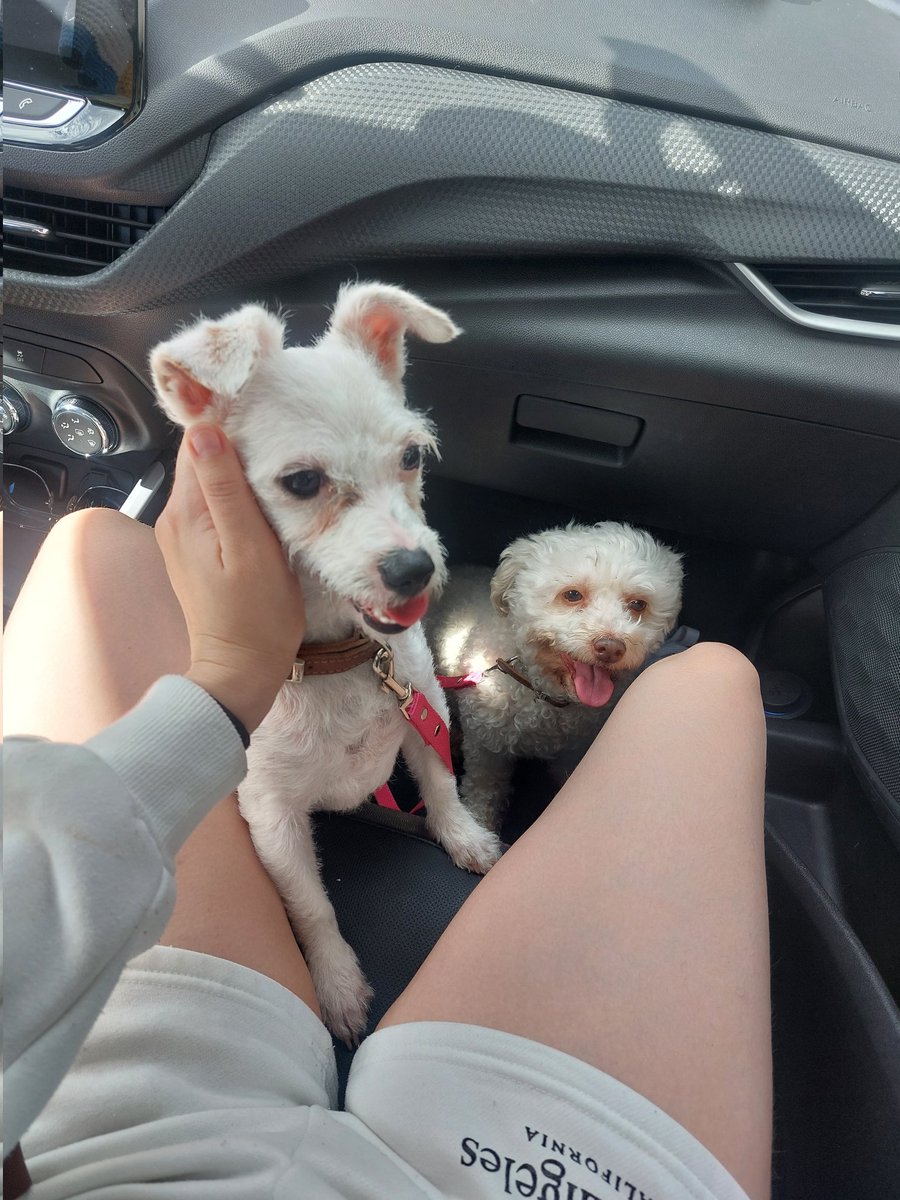 LetiInPink's tweet photo. Tuallita y Chispas 💖 https://t.co/WzoYDOw8im