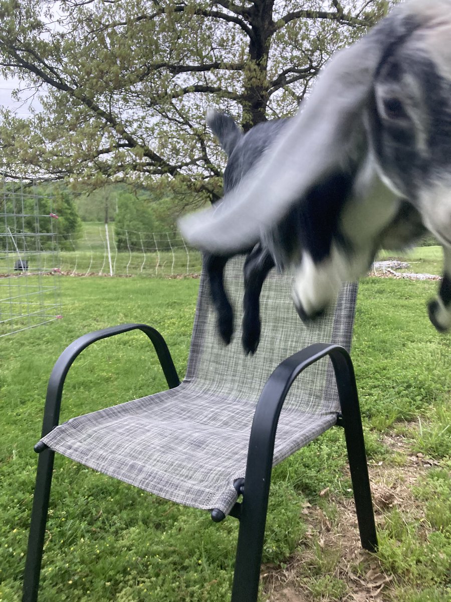 I WAS JUST TRYING TO TAKE A CUTE PIC OF DOG SITTING ON THE CHAIR IM FUCNFIFNG SOBBINDB HEJFLP M