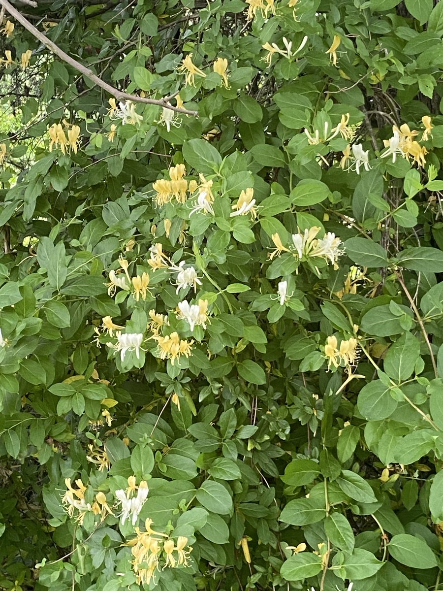 Honeysuckle (pure spring!)