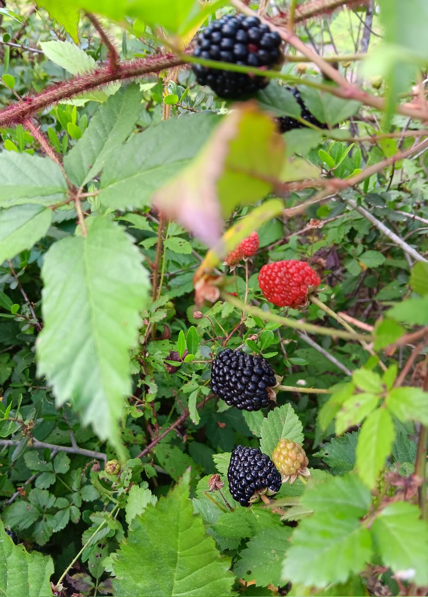 They are volunteer dewberries growing around a large tree stump courtesy of Hurricane Ida. #berries