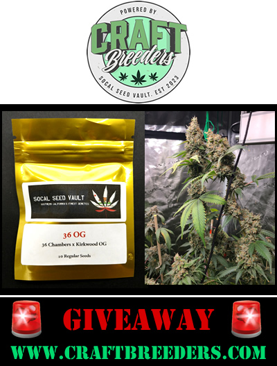 ☘️ 420 Giveaway Time ☘️ Wanted to give back to the community 🙏! I'm giving away 2 packs of ⛽️ 36 OG ⛽️ by Socal Seed Vault . To enter: ☘️ Follow @craftbreeders and @SocalSeedVault ☘️ Like and Share ☘️ Tag 1 friend 😎 2 winners on this one. Ships 🌎 . Winner is picked 4-21.