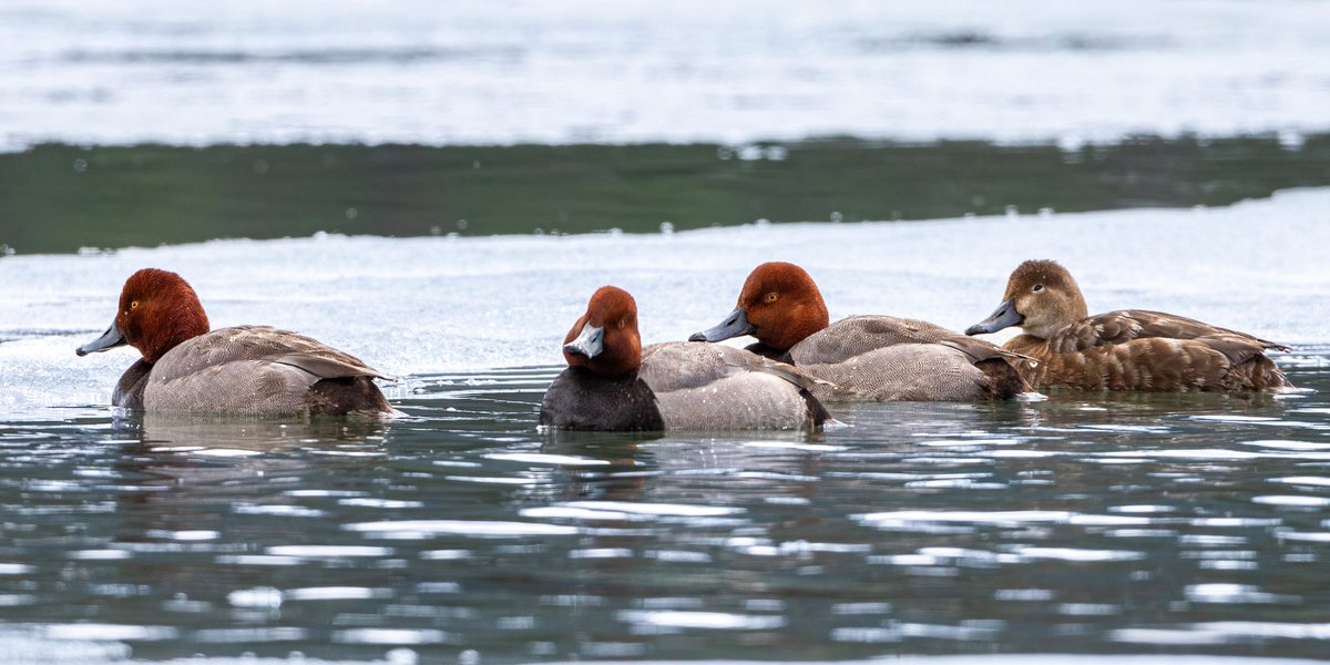 Three male redheads try to impress one lady in Jasper.

#myjasper #explorealberta #waterfowl