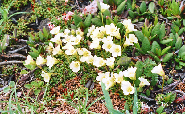 イワウメ　大雪山　１９８５年７月
＃高山植物