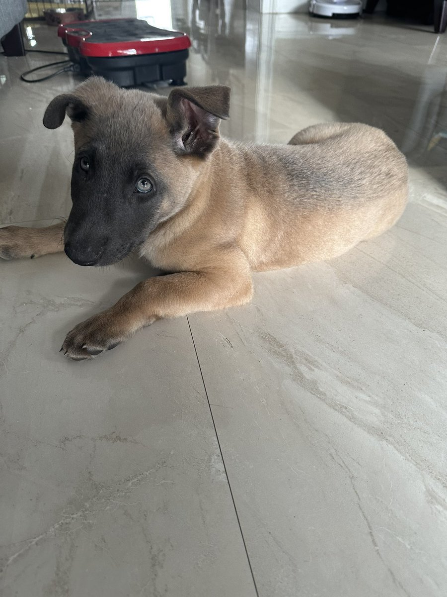 ZeraMG_'s tweet photo. my new child, roku🌋 https://t.co/Ct0eIBcPLC
