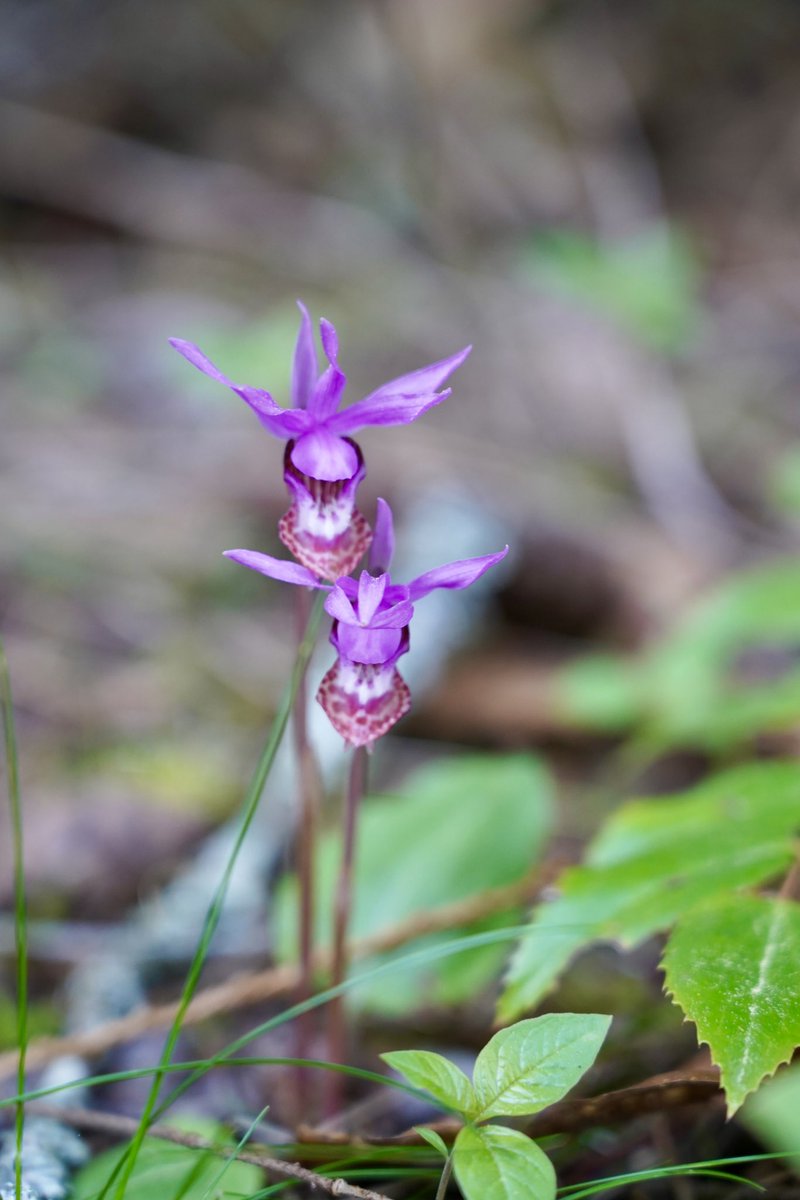 Dana Hutchings tweet media