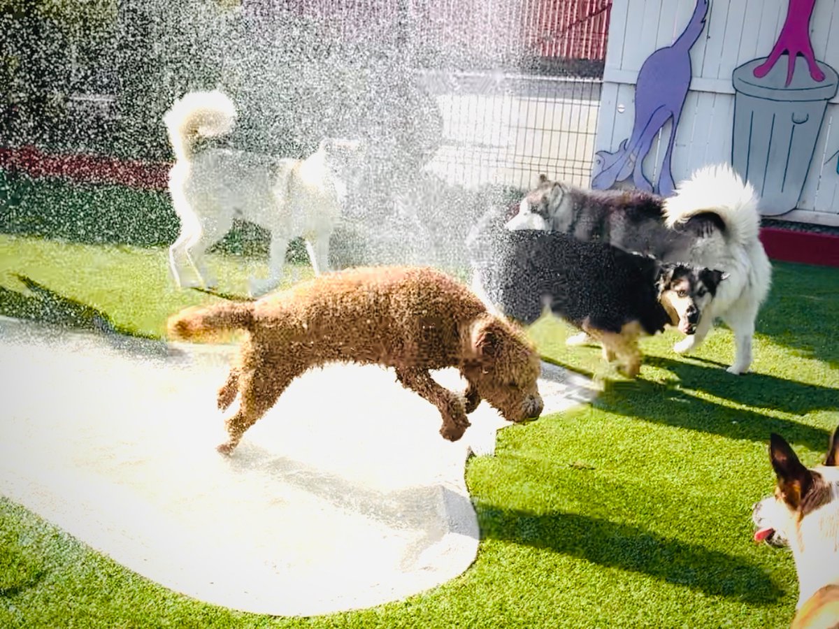 Happy hounds know how to party. Monthly client appreciation shindig, right here. Barks & Rec Social Hour is back 🤩 See you next month!

#DogBoarding
#DogDaycare
#DogPark
#YourDogWillLoveItHere
#EastBayDogs
#DogsOfOakland