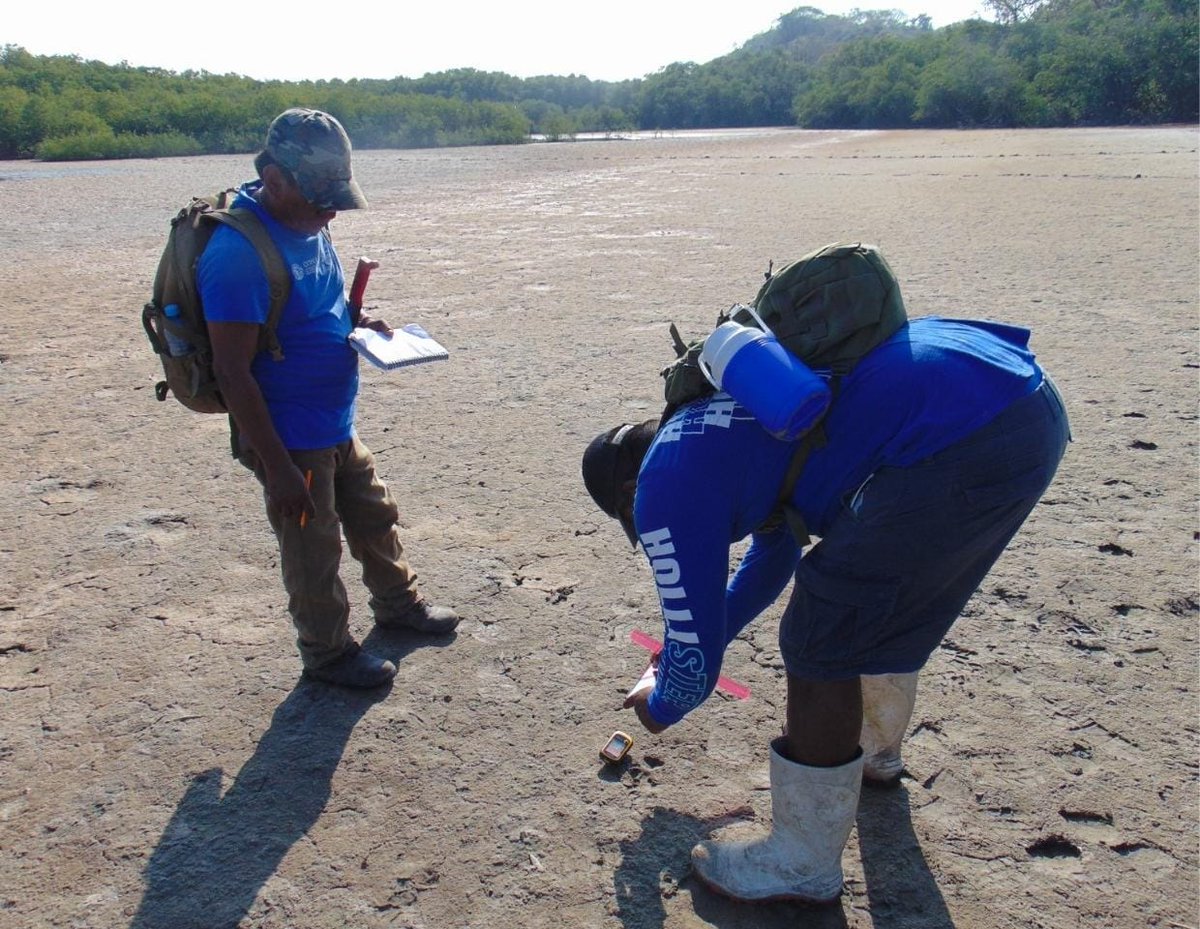 En el Parque Nacional #LagunasDeChacahua se realiza monitoreo biológico. 🔍🌿 Permite responder importantes preguntas de conservación, como cambios en el tamaño de las poblaciones de las especies, éxito reproductivo, distribución, tasa de crecimiento, etc. 🔭🐾💧🗒️🪶📷🗺️🦠📊