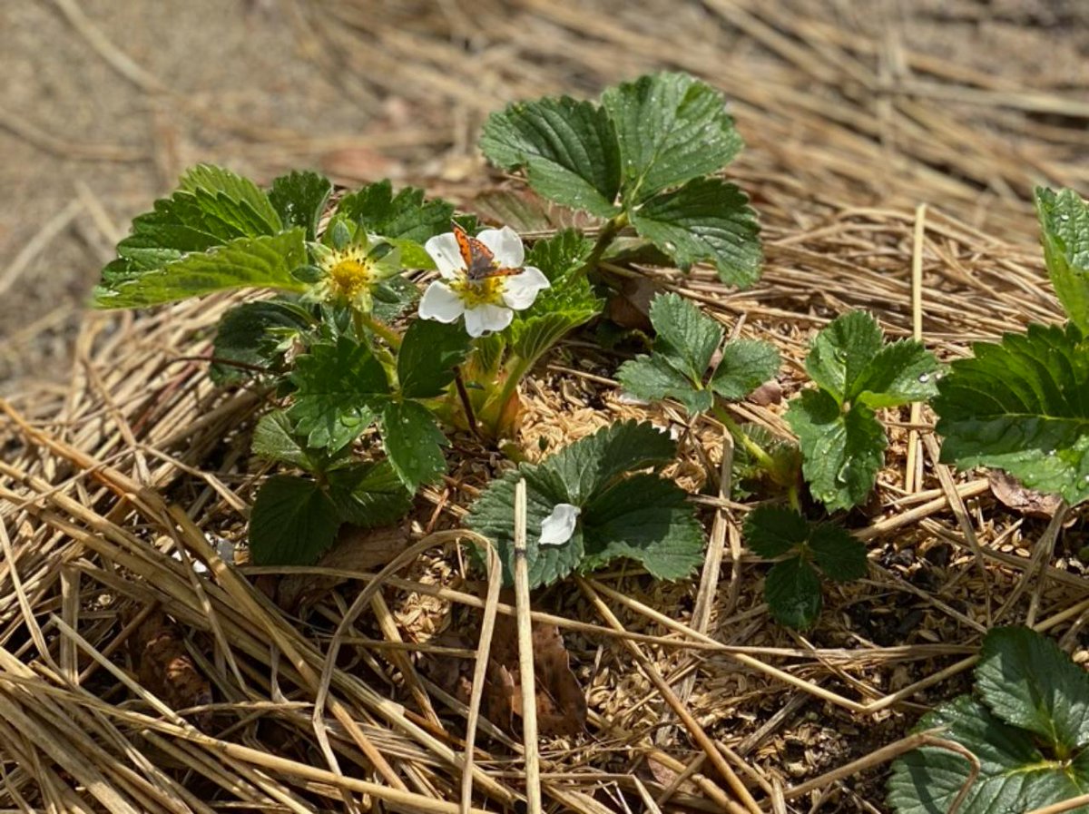 「どんどこ森」にある小さな畑で、スタッフが夏野菜やヒマワリの種まきをしていました。その脇ではイチゴが形になってきています。