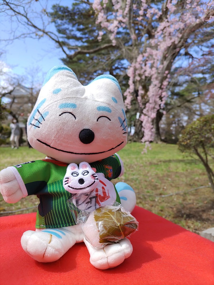 松宗菓子店さん@sousan7139 で桜餅買って、#城山公園 にお花見に来たニャゴ＼(^o^)／
#三戸町
#11ぴきのねこ