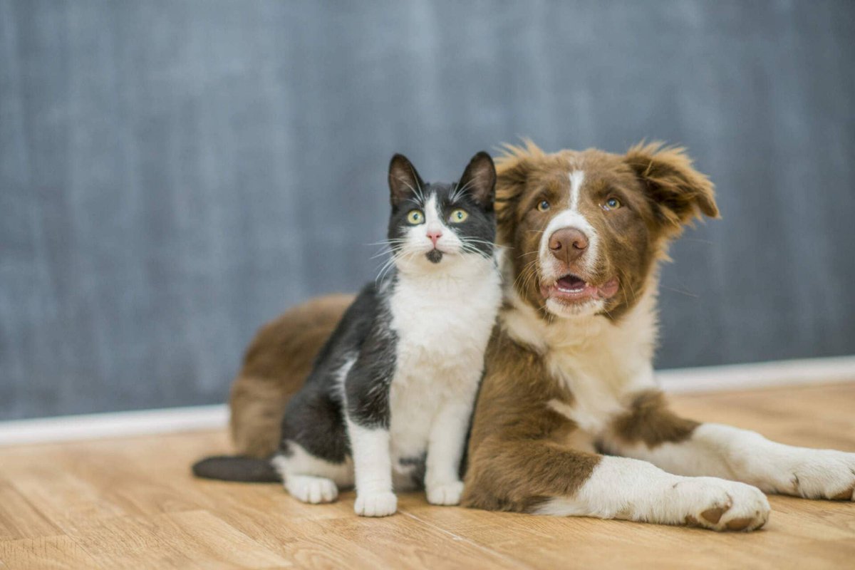 Cats and #Dogs are spreading dangerous antibiotic-resistant ‘superbugs’ to their owners, study finds by Pet News 2 Day - petn.ws/vT2Yl
 #Animals #HealthWarnings #Pets #Portugal #SectionHealthNewsHealth