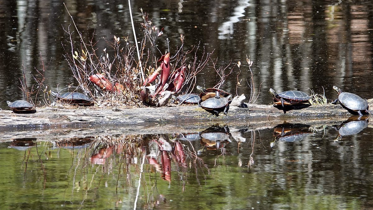 Painted Turtles basking on a log on the Black Pond Trail, Paul Smith’s College VIC, Franklin County, NY (16 April 2024). wildadirondacks.org/adirondack-rep… #paintedturtle #PSCVIC @pscvic #Adirondackreptiles #springwatchadirondacks #adirondackwildlife