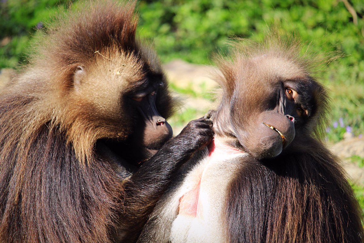 MusicPlayeur's tweet photo. #Geladas Father and son Leena and Takeze #wildlifephotography #animals Geladas … Father and son Leena and Takeze https://t.co/WXnX64JLkv