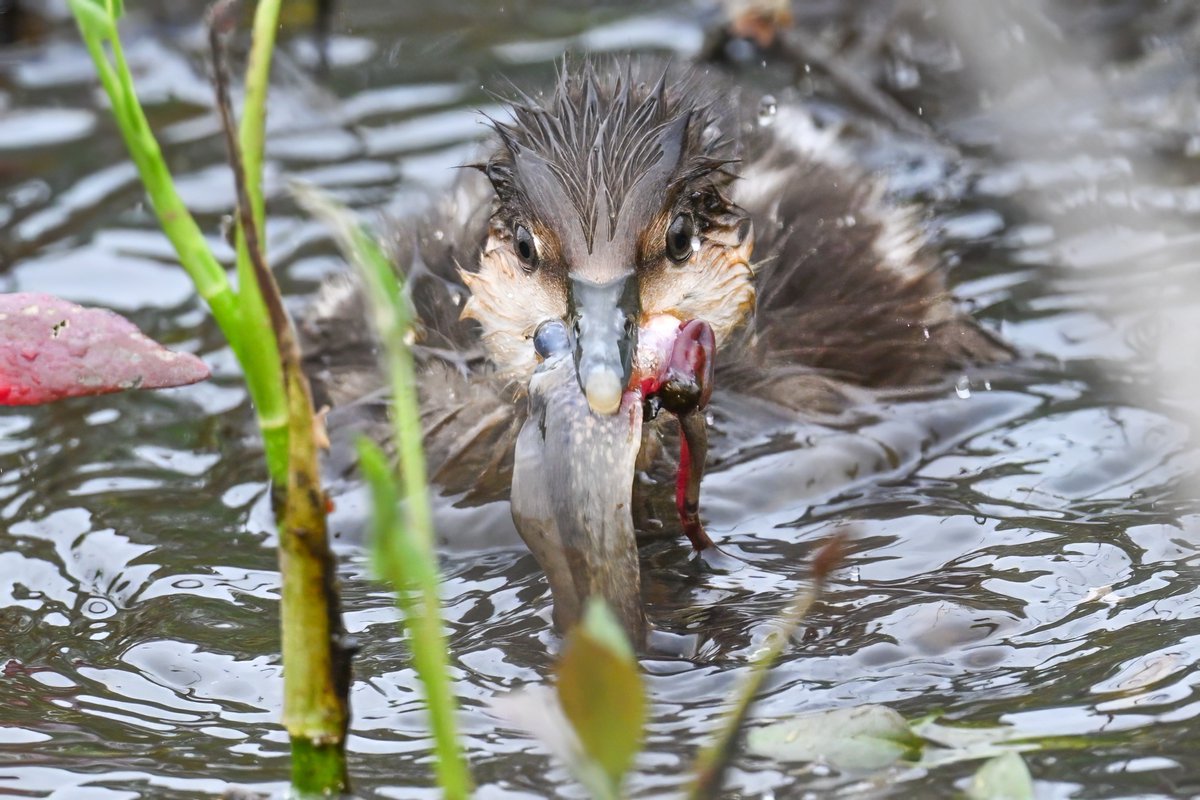 Organic and delicious protein! Hooded Merganser duckling devouring a tadpole @ Huntley Meadows Wetlands, Virginia, USA. (2024-04-19) #NaturePhotography #TwitterNatureCommunity #BBCWildlifePOTD #ThePhotoHour #IndiAves #duck #protein #babies