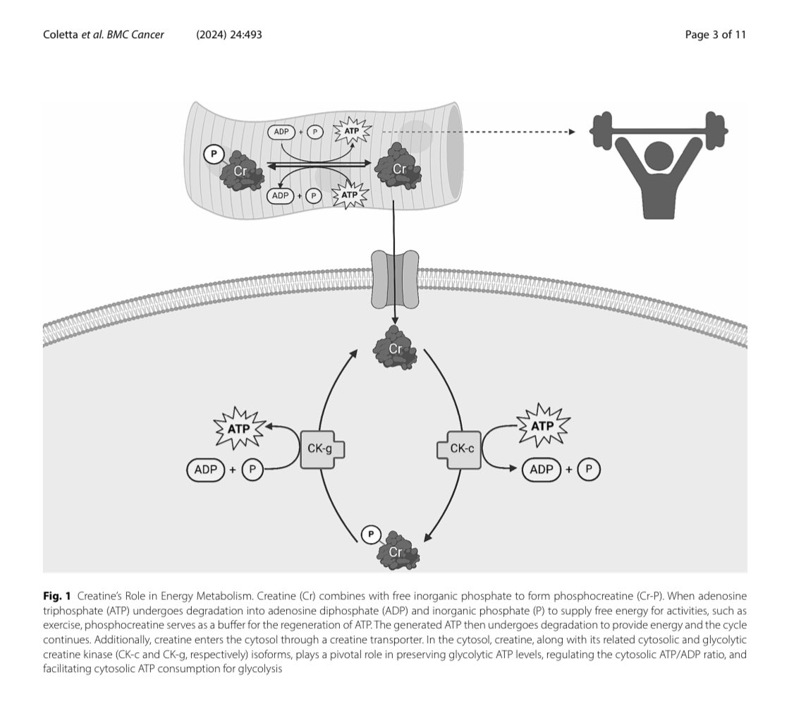 Just in @BioMedCentral 👉Full protocol of our recently initiated, @theNCI RO1 funded, randomized trial of creatine supplementation + Resistance training in advanced #ProstateCancer undergoing ADT @AdrianaMColetta @NeliMUlrich @OncoAlert @PCF_Science @huntsmancancer @urotoday