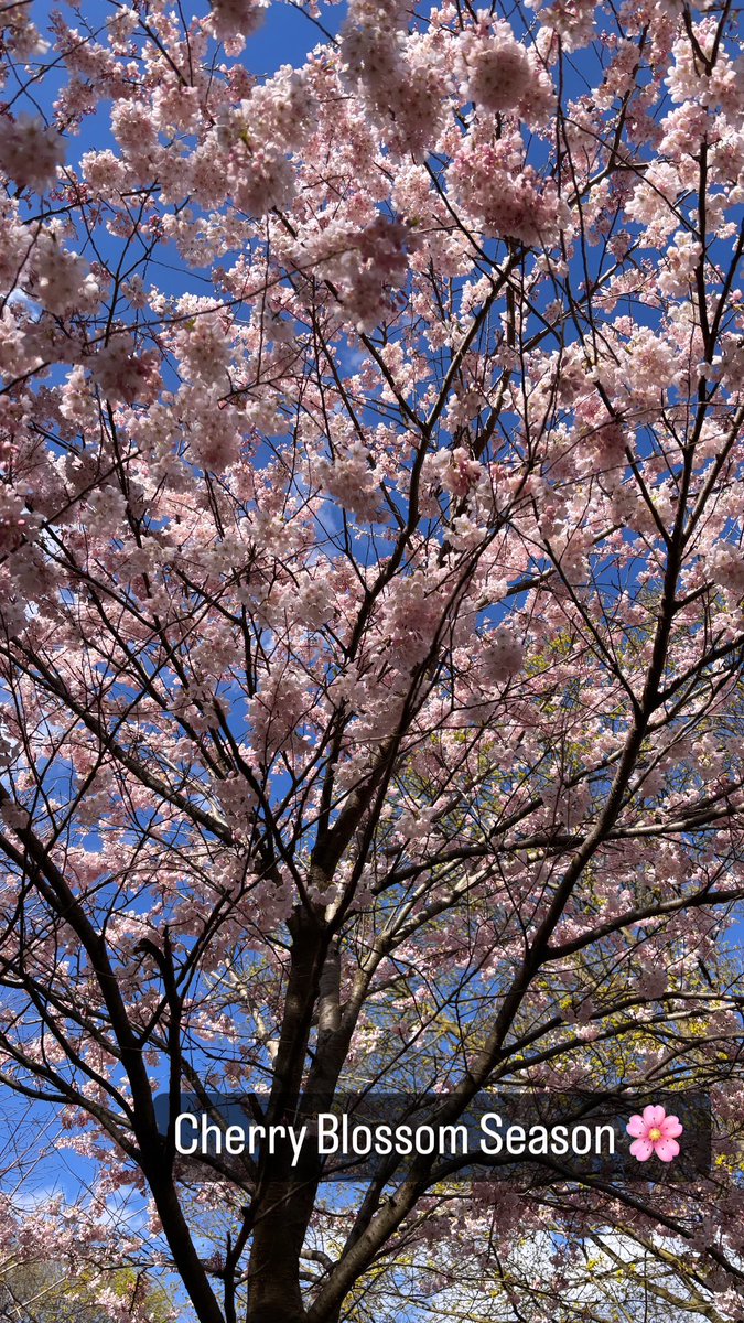 My favorite time of the year to walk in the park! Cherry blossom season! 🌸😍