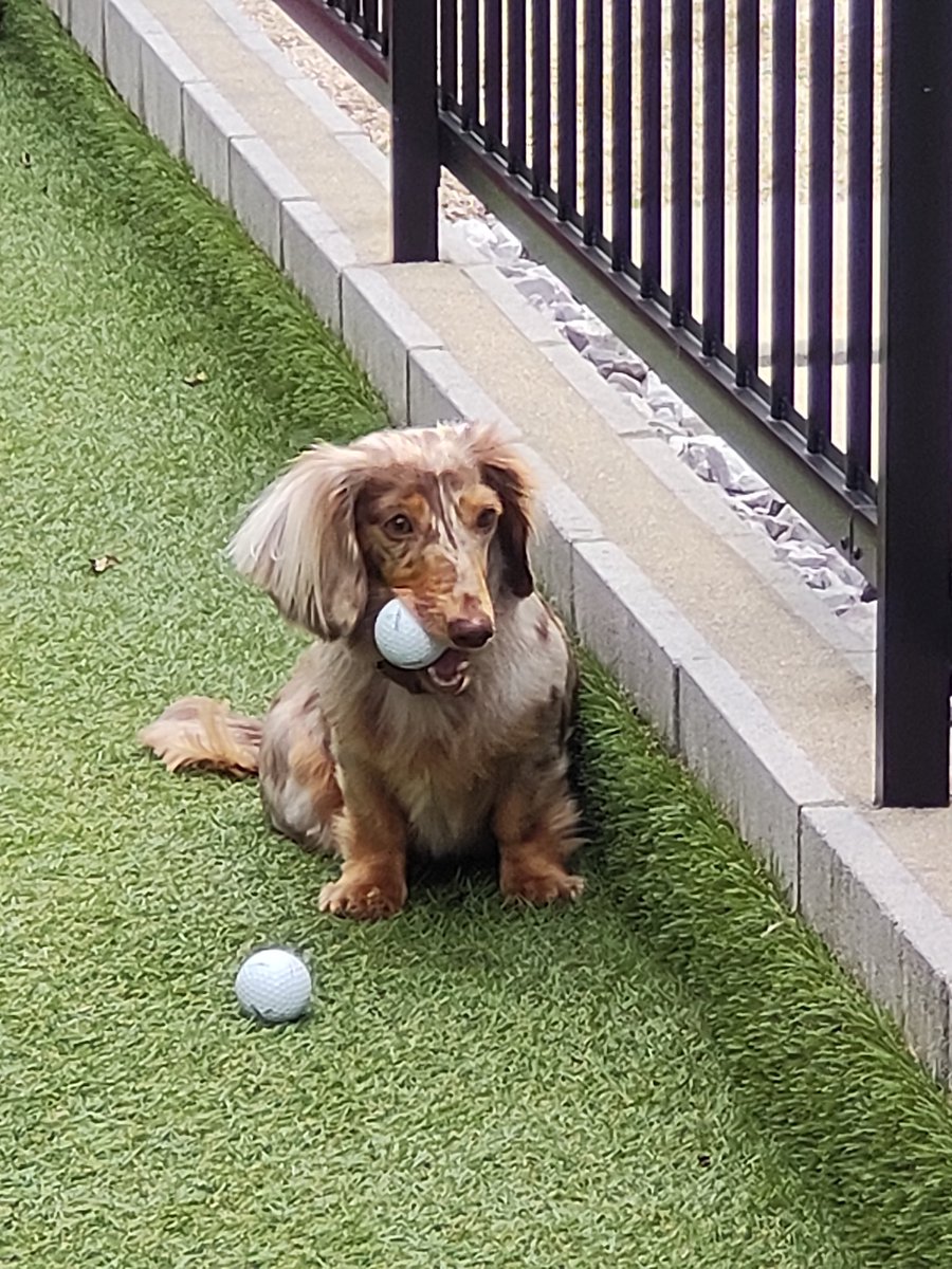 wataru110's tweet image. 最近ゴルフボールが大好きよ

#ダックスフンド
#短足部