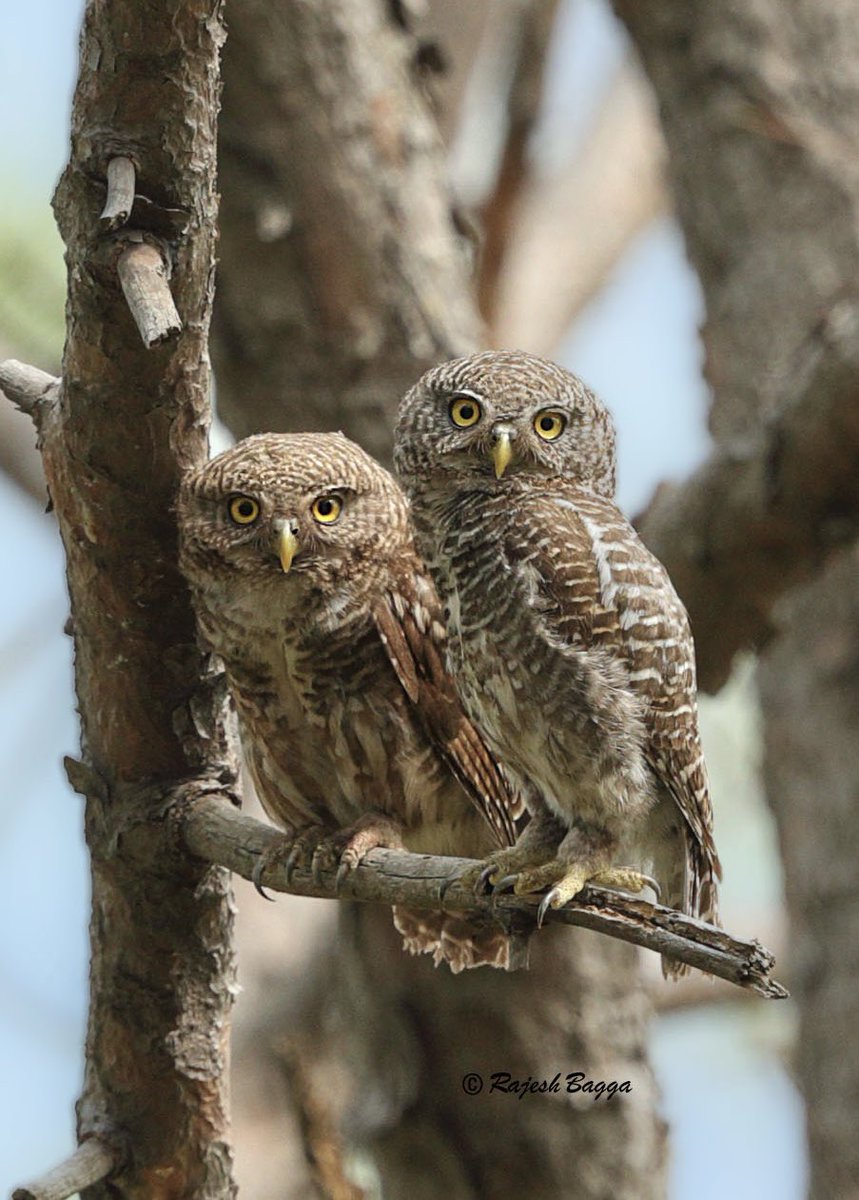 Asian barred Owlets are found in forests of pine and oak, in evergreen jungles of southeast Asia till the foothills of the Himalayas… seen here at Sikkim, India

#birdlovers  #naturelovers #birding #Birdwatching #birds #IndiAves #ThePhotoHour #Twitternaturecommunity