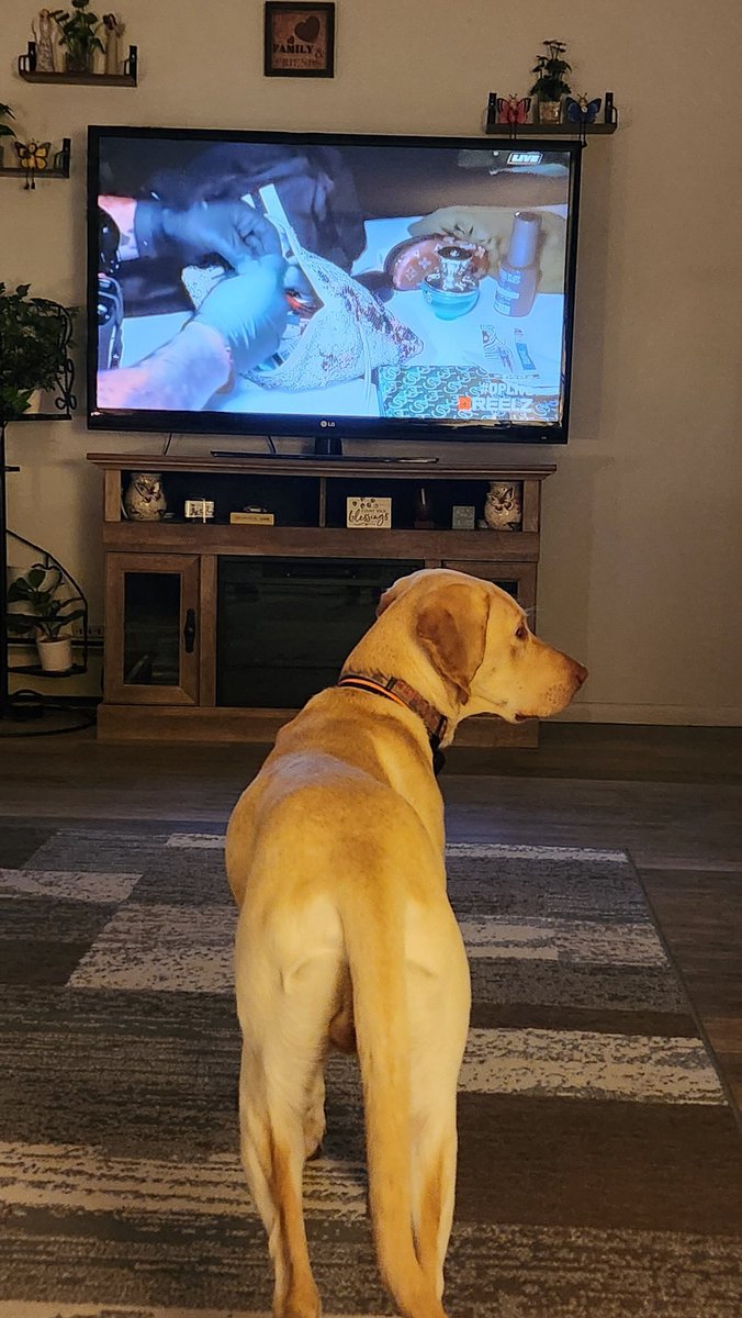 ChristyMomaha's tweet photo. #K9Max was looking all over for "Where's that dog barking coming from" 🤣🤣
He's quickly getting into #OPLive
💙👮♂️🐕💪💙
#ShawnPatrolLive
#OPNation
@ReelzChannel
@OfficialOPLive https://t.co/cyVaze7HQY