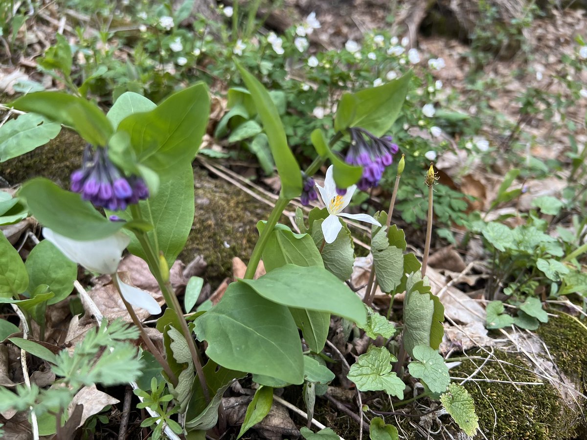MyraWickMD's tweet photo. Wild flowers this evening at fave local state park. Hopefully they won’t freeze… https://t.co/BH4dtVoAnT