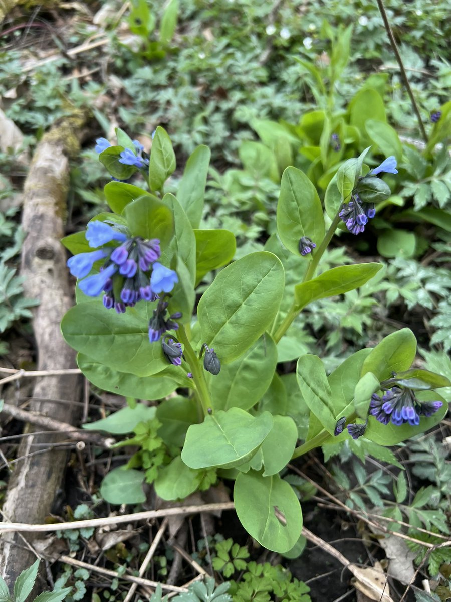 Wild flowers this evening at fave local state park. Hopefully they won’t freeze…