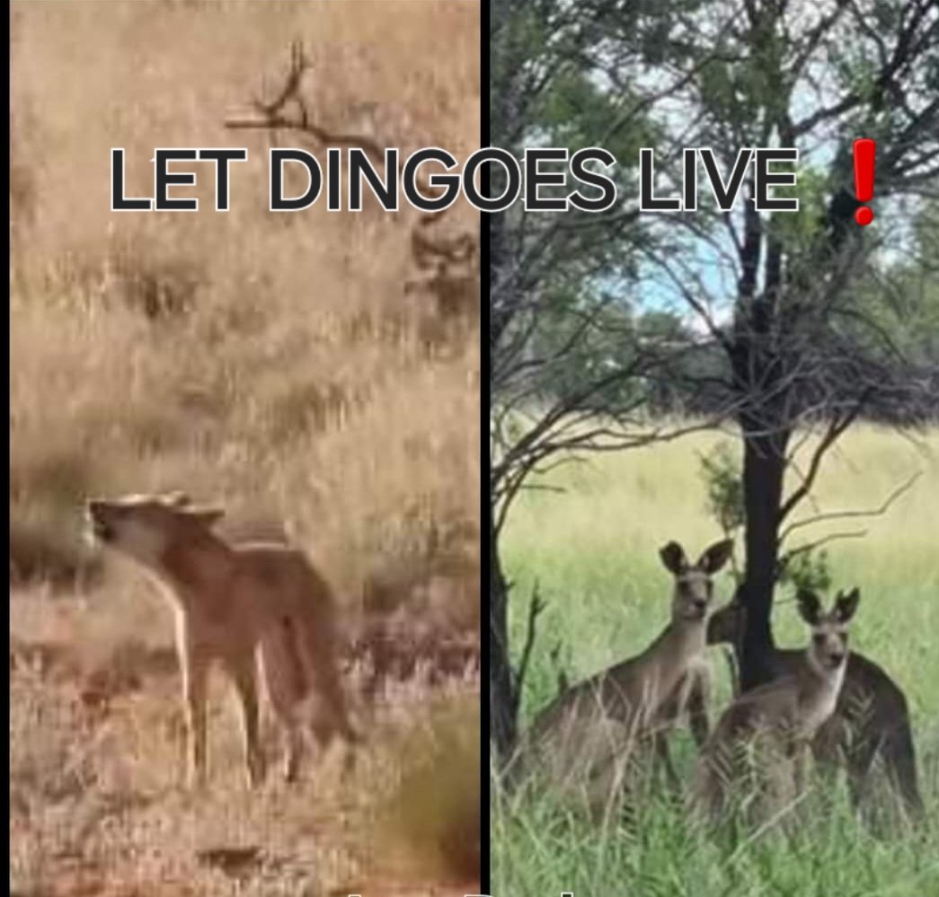 #Dingoes and Kangaroos are an integral part of Australia's environment. They have evolved to live in harmony with the fragile landscape and often hostile weather conditions. Destruction of the environment comes from millions of hard-hoofed sheep and cattle.
Meanwhile, Dingoes,