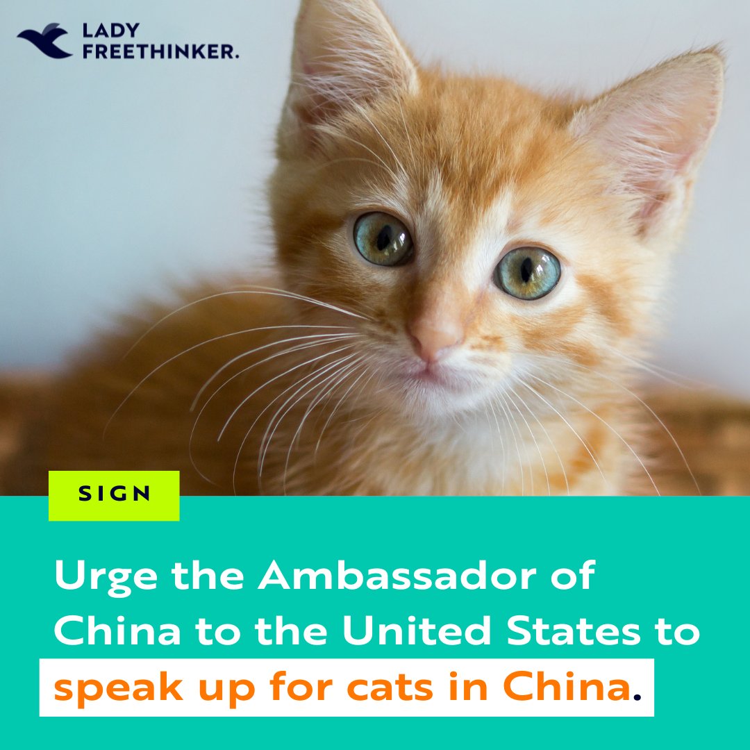 Raise your voice for CATS in China! 🐈 #Cats deserve love and protection. Urge #China to take steps to better protect cats from the rise in cruelty on #socialmedia. #StopChinaCatTorture ➡️ ladyfreethinker.org/sign-justice-f… #CatLadyDay #NationalCatLadyDay