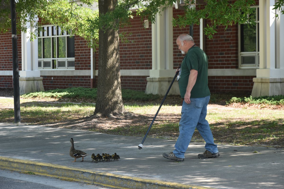 Second Duck Parade of the week. A great end to the week. Mama and 12 babies safely in the retainer pond.