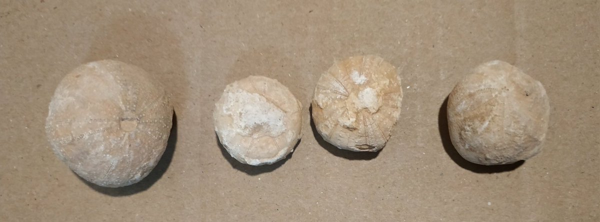 Cute sea urchins from Morocco found by one of our field collaborators for this #FossilFriday