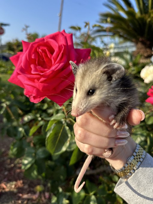 Possum baby. https://t.co/bUG4Kg9zY6<a href="/tag/mvsales"class="tags"><span>#mvsales</span></a>
