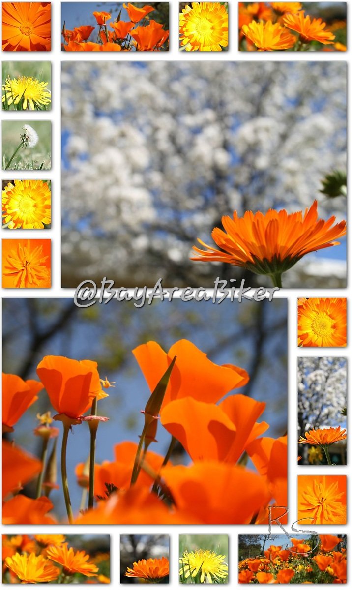 BayAreaBiker's tweet image. Spring in full action.

#SpringBloom #Collage #Backyard #Photography
