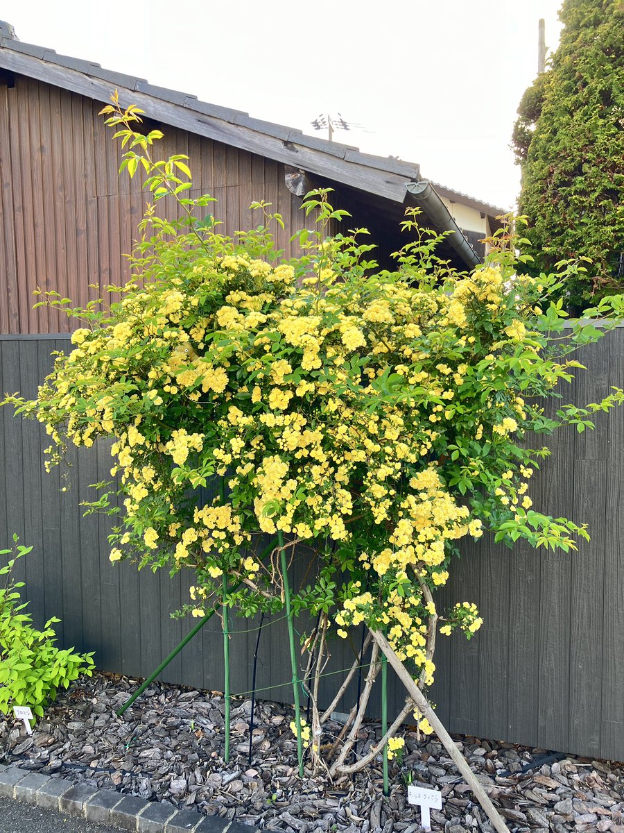 植栽の木香薔薇が満開ですが、クツシタ人は探さないでください🐱
#クツシタ人