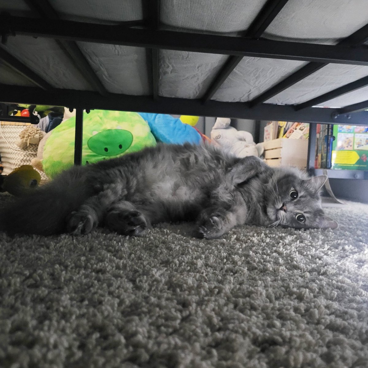 'Under the Bed Bum.' His bumming knows no bounds, really. 

#OPLiveKitty #OPLive #OPNation #OPLiveNation #REELZonPeacock