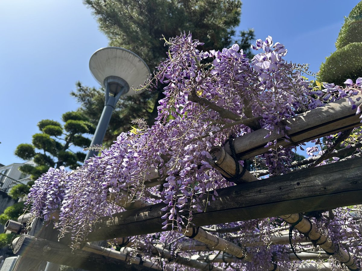 藤の花@本浄寺🪻

#藤の花 #本浄寺 #豊島区 #雑司が谷
#コアラとライオンときどきチーター