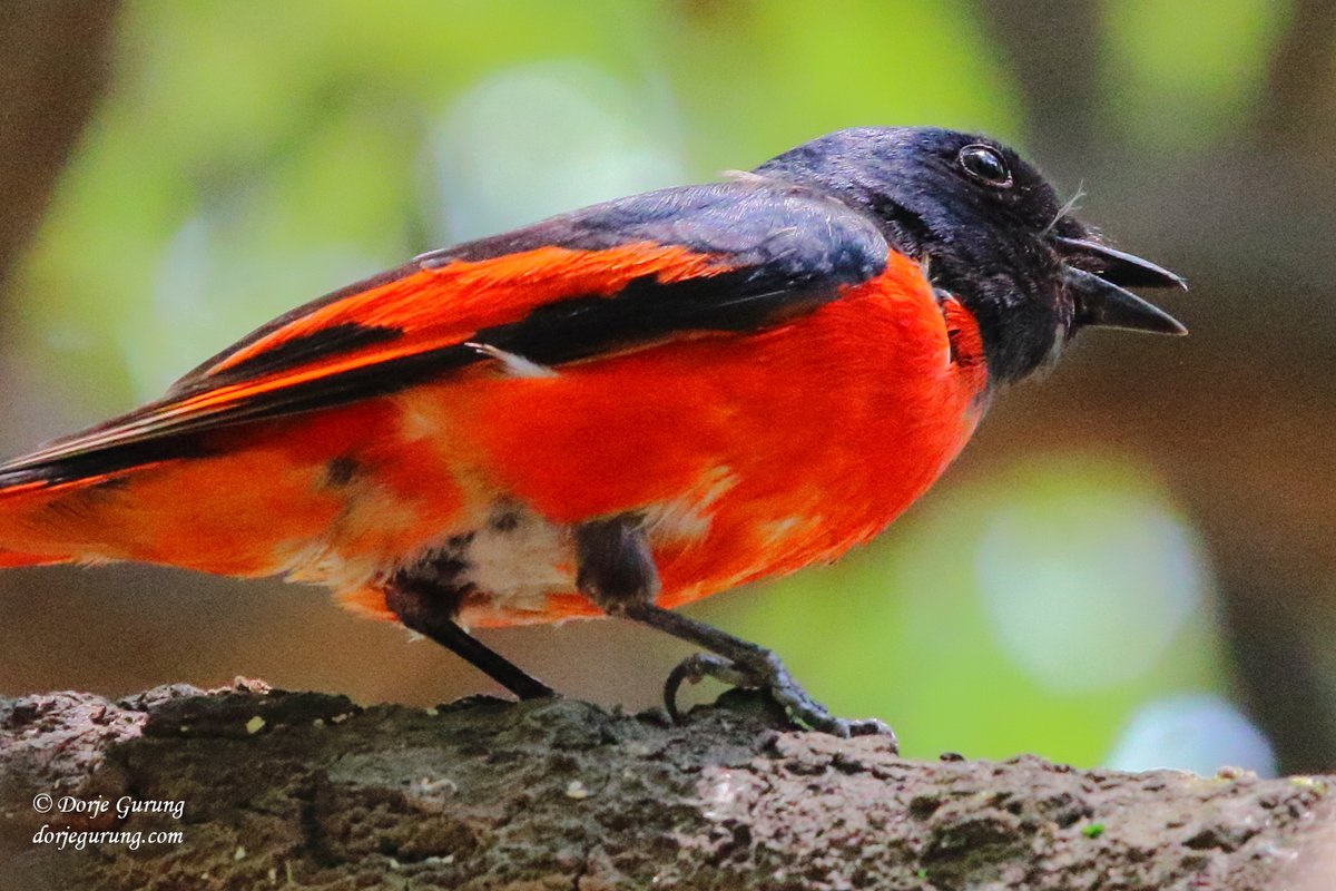 Beautiful #LongTailedMinivet from yesterday's visit to the little green oasis in #Kathmandu. #Nepal #WildLifePhotography #wildlife #birding #birdwatching #birdingphotography #naturephoto #wildlifephoto #birdphotography #Nepaliwildlife #wildnepal #UrbanBirds #WildKathmandu #Birder