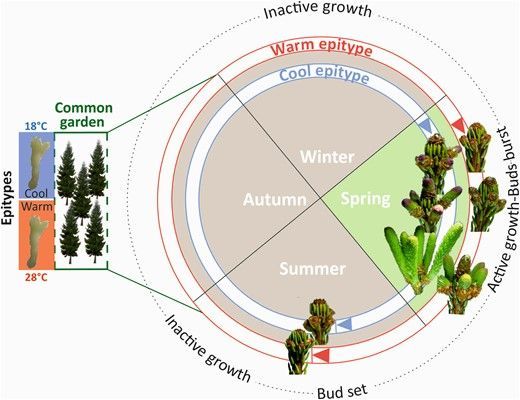 Epigenetic stress memory in gymnosperms academic.oup.com/plphys/advance… #plantscience ♻️