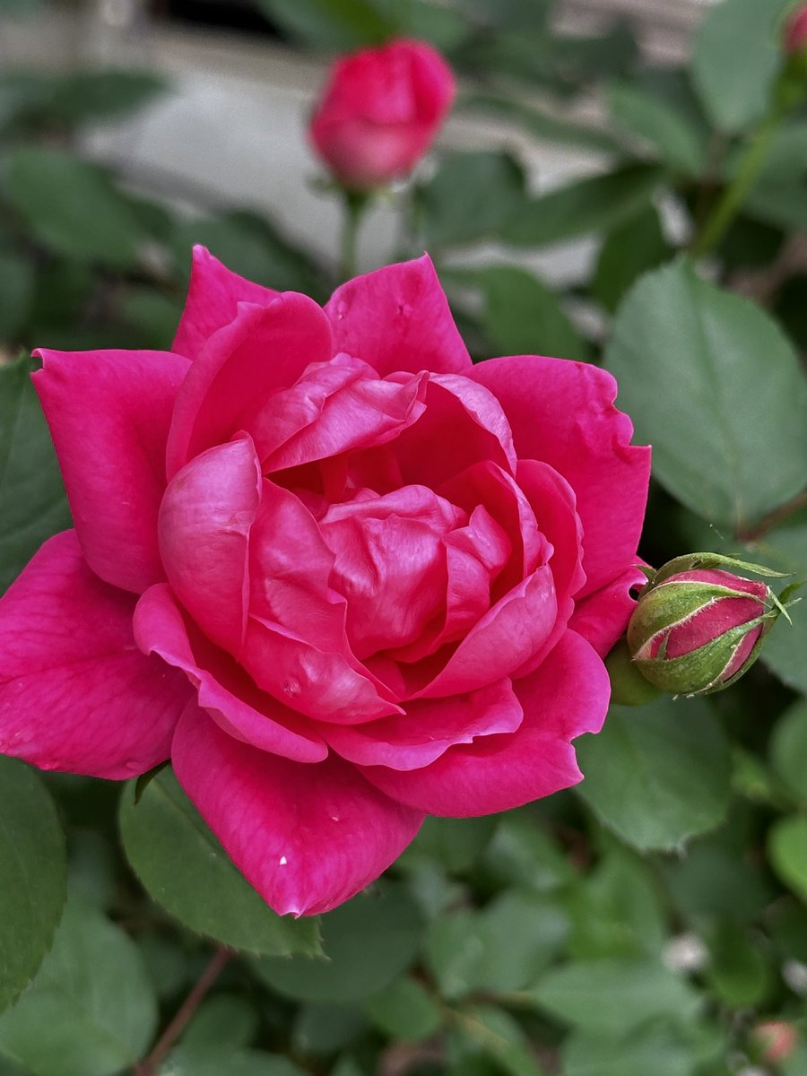 Have a wonderful Saturday everyone.Nothing beats kicking back and smelling the roses!#RoseonX #GardeningX #SaturdayVibes #GoodMorningX