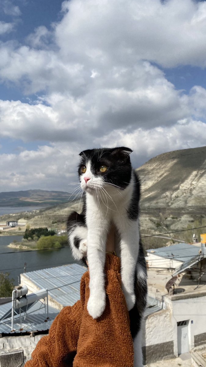 Ferit Erdoğan tweet media