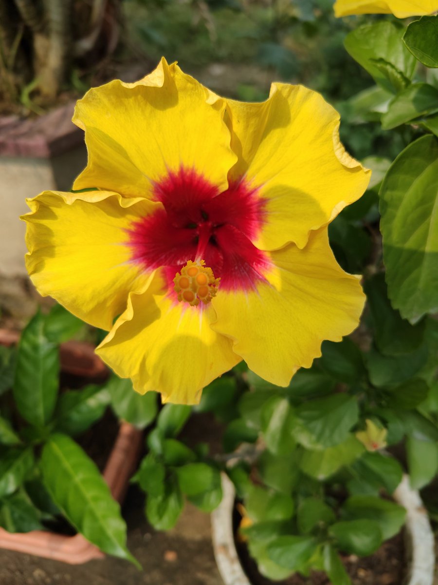 DigbijayaL's tweet image. Like a flower, growth as a developer takes time and patience. Keep coding, learning, and pushing forward. Success is just around the corner! 🌸💻 #DeveloperGrowth #KeepGoing
#100daysofcode