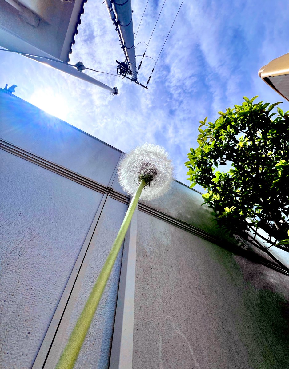 少し雲多めの昼前空なの
明日の雨予報は当たってしまうのかな
春になってタンポポさんと綿毛さんがいるの
#ゆっきーフォト
#額装のない写真展
#空がある風景
#今日の空 #イマソラ
#ファインダー越しの私の世界
#写真で奏でる私の世界
#空ネット #you39RT
#キリトリセカイ
#写真撮ってる人と繋がりたい