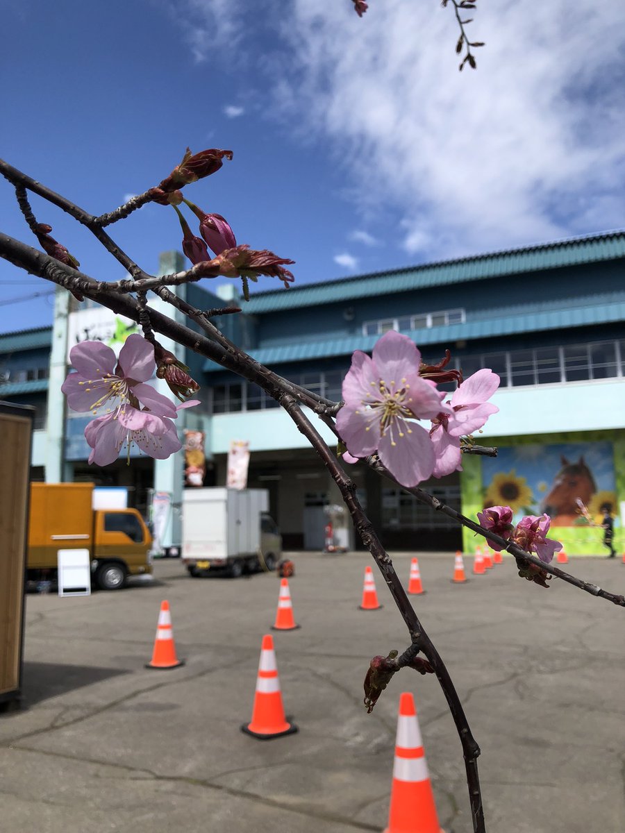 桜が咲きました🌸🌸🌸
#帯広競馬場　#ばんえい　#地方競馬