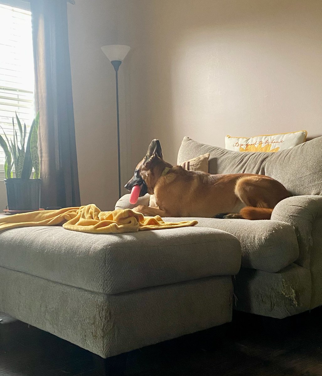 Empress Elettaria tweet media