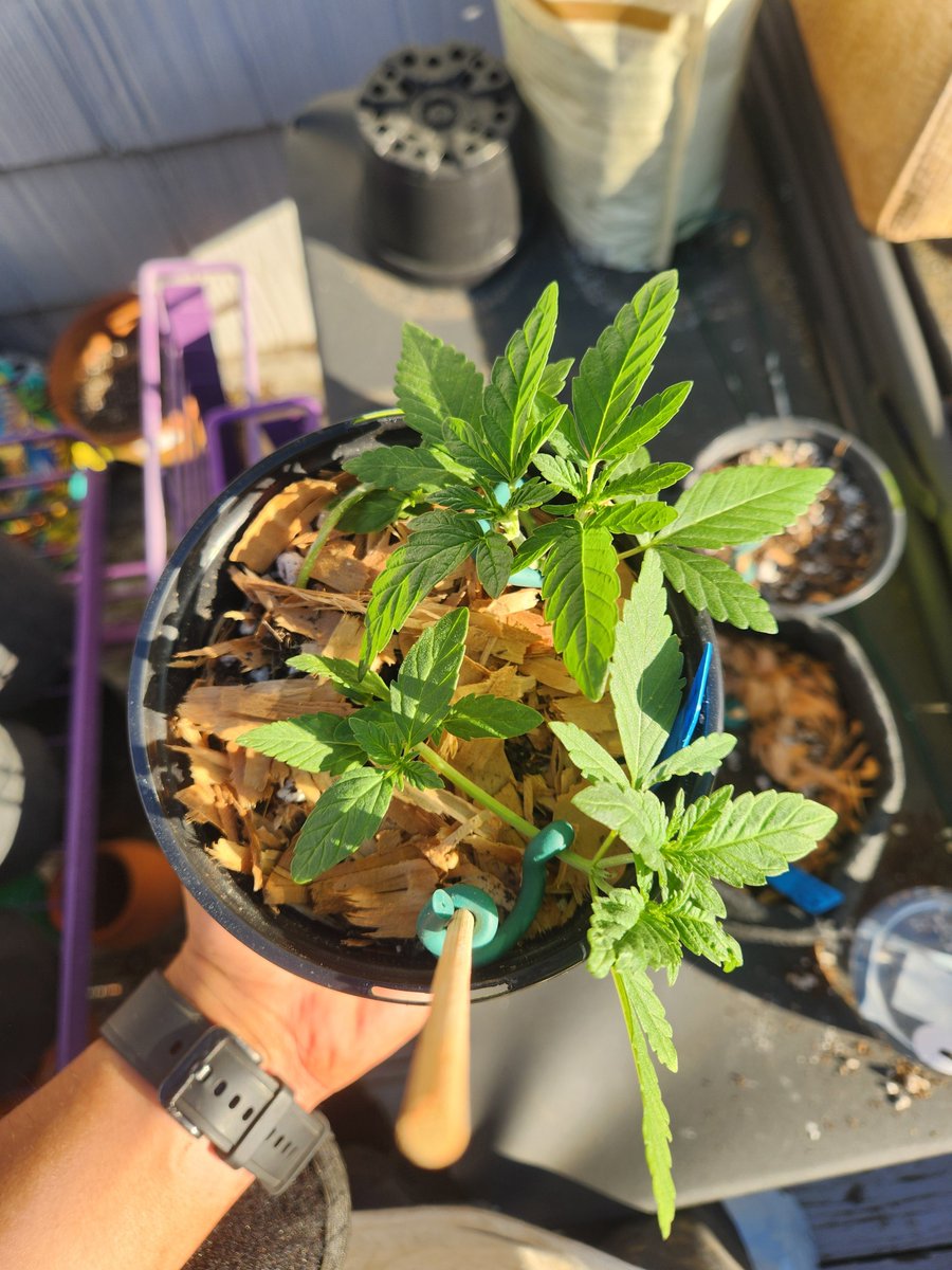 You can't grow 2 together? Oops🤫
Mad Lemon by @terpfrenzy🔥👊 #growyourown #cannabis #CannabisCommunity #cannabisgrower #cannabislife #420community
