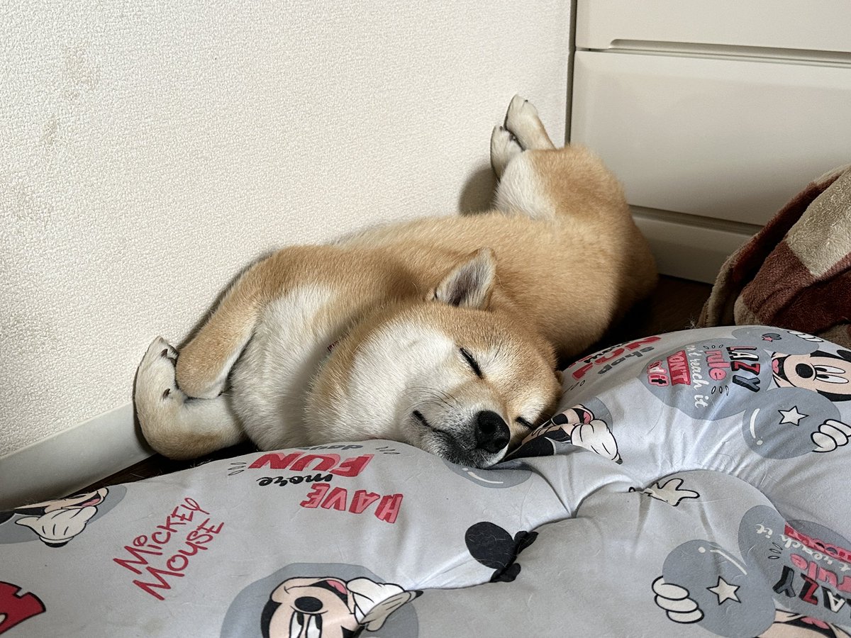 寝顔がたまらん🐕