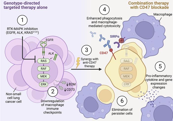 Researchers from the @WhiteheadInst and @MGHCancerCenter have developed a novel screening platform to identify drugs that render #LungCancer cells more vulnerable to macrophage attack. Read more in @jclinicalinvest: bit.ly/4aKp6LE