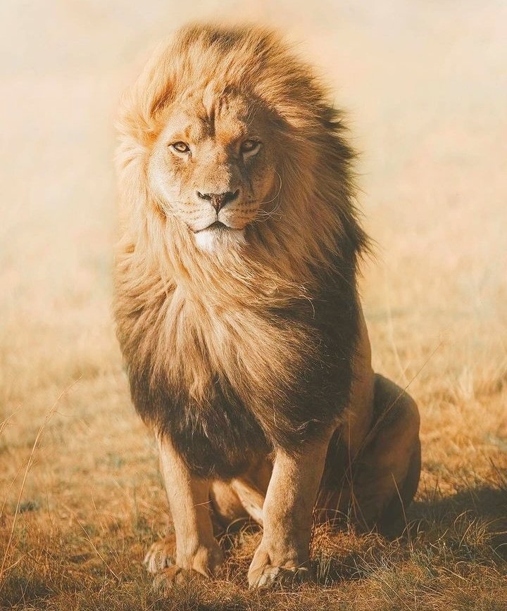 A lion’s attitude is a symphony of courage and determination.