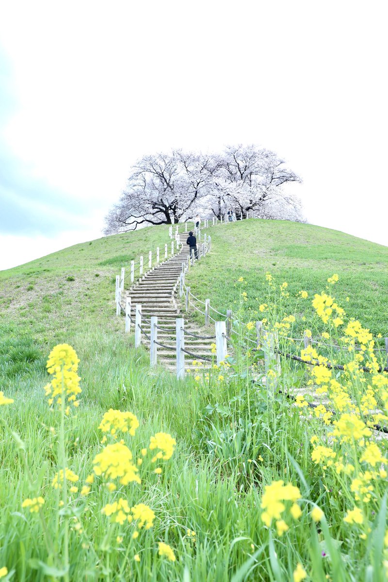 桜に続く階段で

#Canon
#canonphotography