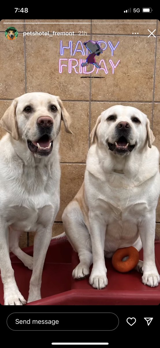 BABE(BabeRuth) and her boyfriend Samson!! They play together all day at play camp everyday!! Every time Samson sees me he starts barking at me like he’s protecting Babe!! So funny! BABE is on the right, she is an English Labrador, Samson is an American Labrador. ❤️❤️❤️LOVE myBABE